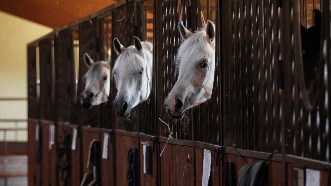 The heads of a grey Arabian horses in close-up inside the stable. Portrait closeup.