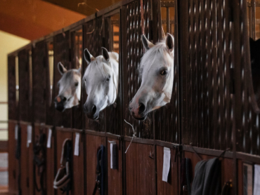 The heads of a grey Arabian horses in close-up inside the stable. Portrait closeup.