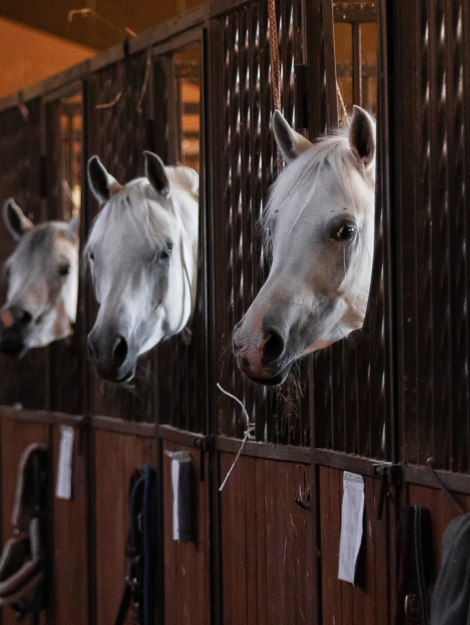 The heads of a grey Arabian horses in close-up inside the stable. Portrait closeup.