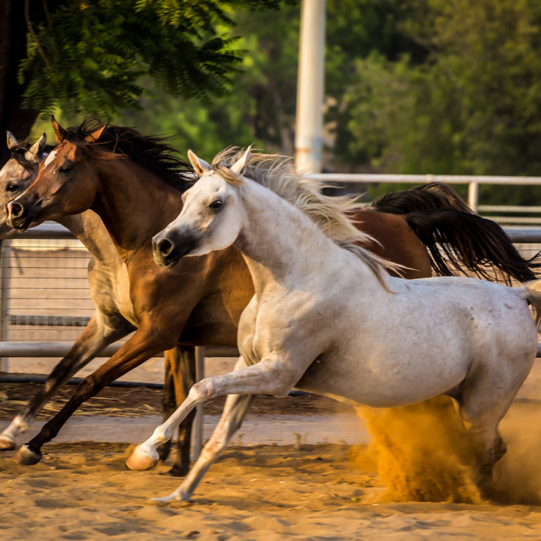 Arabian Horses running in stable