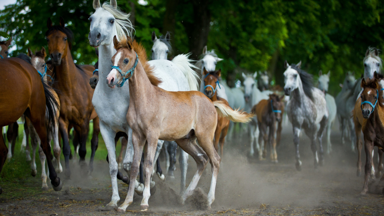 herd arabian horses