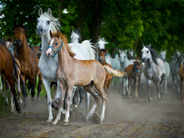 herd arabian horses