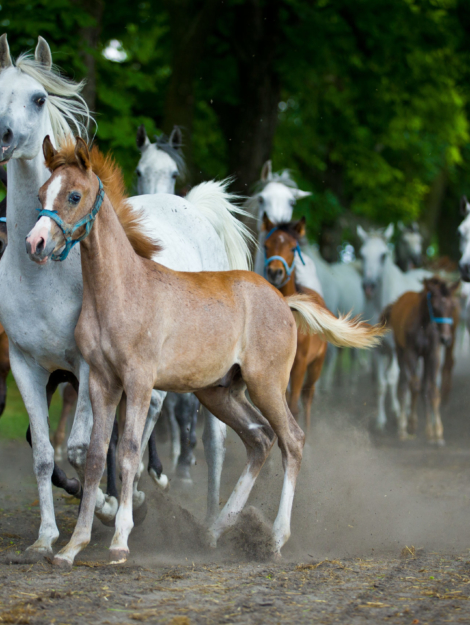 herd arabian horses