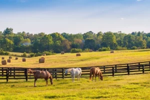 3-horses-eating-grass-at-the-horse-farm-1024x597.jpg