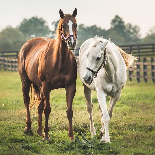 HD-wallpaper-horse-field-white-horse-brown-horse-farm