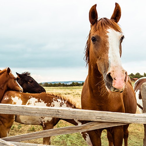 horse-farm1_800-1