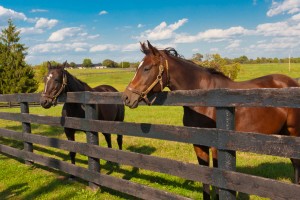 Horses at horse farm